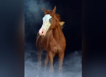 Paint Horse, Merrie, Veulen (02/2025), 155 cm, Vos