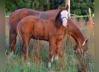 Paint Horse, Merrie, Veulen (02/2025), 155 cm, Vos
