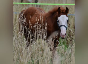 Paint Horse, Merrie, Veulen (02/2025), 155 cm, Vos