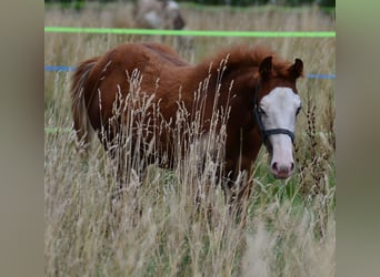 Paint Horse, Merrie, Veulen (02/2025), 155 cm, Vos