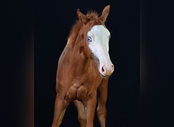 Paint Horse, Merrie, Veulen (02/2025), 155 cm, Vos