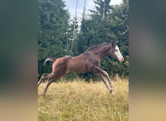 Paint Horse, Merrie, Veulen (06/2025), 155 cm, Zwart
