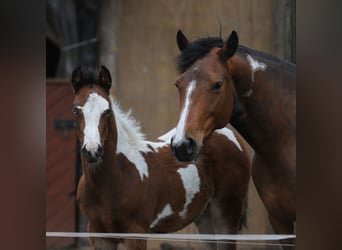 Paint Horse Mix, Merrie, veulen (01/2024), 156 cm, Gevlekt-paard
