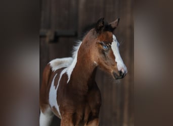 Paint Horse Mix, Merrie, veulen (01/2024), 156 cm, Gevlekt-paard