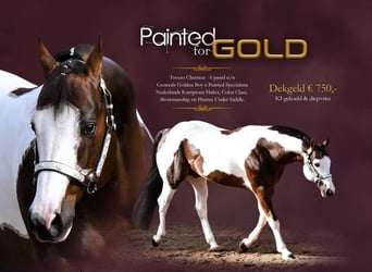 Paint Horse, Merrie, veulen (03/2023), 158 cm, Donkere-vos