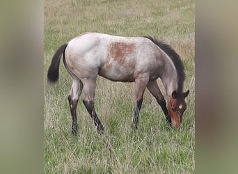 Paint Horse, Merrie, veulen (03/2023), 158 cm, Roan-Bay