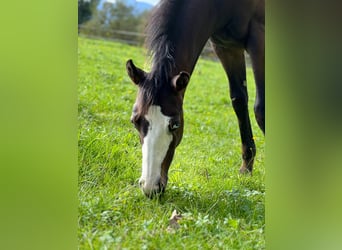 Paint Horse, Merrie, Veulen (04/2025), 160 cm, Donkerbruin