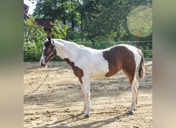 Paint Horse, Merrie, veulen (01/2024), 161 cm, Tobiano-alle-kleuren