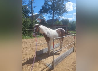 Paint Horse, Merrie, veulen (01/2024), 161 cm, Tobiano-alle-kleuren