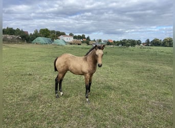 Paint Horse Mix, Merrie, veulen (03/2024), Buckskin