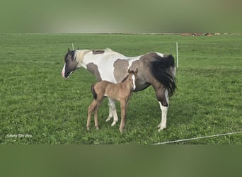 Paint Horse, Merrie, Veulen (07/2025), Dunalino