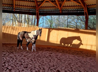 Paint Horse, Merrie, veulen (03/2024), Gevlekt-paard