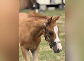 Paint Horse, Merrie, Veulen (05/2025), Overo-alle-kleuren