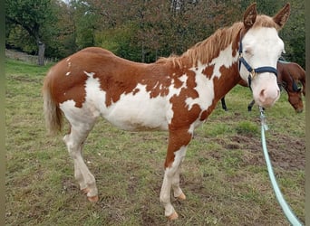Paint Horse, Merrie, Veulen (05/2025), Overo-alle-kleuren