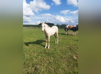 Paint Horse, Merrie, , Palomino