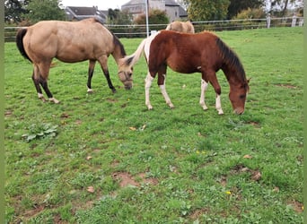 Paint Horse, Merrie, Veulen (02/2025), Tobiano-alle-kleuren