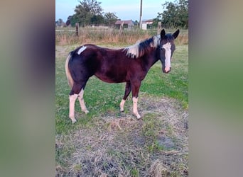 Paint Horse, Merrie, veulen (04/2024), Tobiano-alle-kleuren