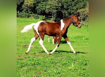 Paint Horse, Ogier, 1 Rok, 150 cm, Ciemnogniada