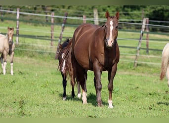 Paint Horse, Ogier, 1 Rok, 150 cm, Kara