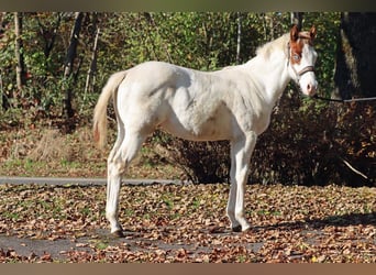 Paint Horse, Ogier, 1 Rok, 150 cm