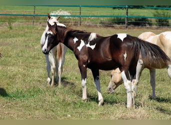 Paint Horse, Ogier, 1 Rok, 150 cm, Tobiano wszelkich maści