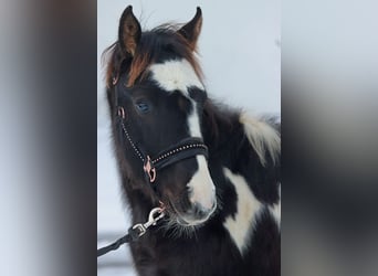 Paint Horse, Ogier, 1 Rok, 150 cm, Tobiano wszelkich maści