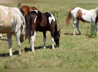 Paint Horse, Ogier, 1 Rok, 150 cm, Tobiano wszelkich maści