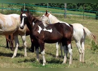 Paint Horse, Ogier, 1 Rok, 150 cm, Tobiano wszelkich maści