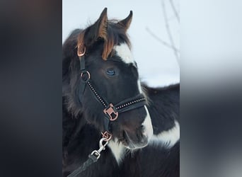 Paint Horse, Ogier, 1 Rok, 150 cm, Tobiano wszelkich maści