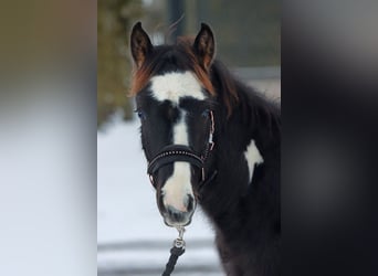 Paint Horse, Ogier, 1 Rok, 150 cm, Tobiano wszelkich maści