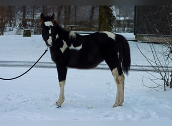 Paint Horse, Ogier, 1 Rok, 150 cm, Tobiano wszelkich maści