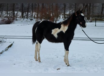 Paint Horse, Ogier, 1 Rok, 150 cm, Tobiano wszelkich maści