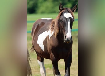 Paint Horse, Ogier, 1 Rok, 150 cm, Tobiano wszelkich maści