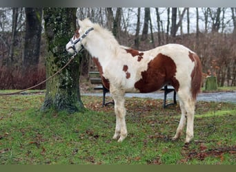Paint Horse, Ogier, 1 Rok, 150 cm, Tovero wszelkich maści
