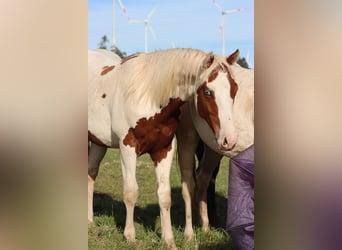 Paint Horse, Ogier, 1 Rok, 150 cm, Tovero wszelkich maści