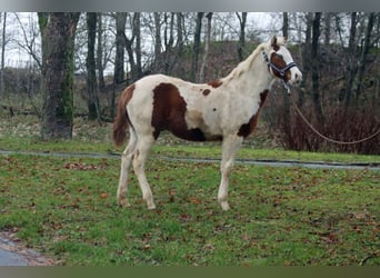 Paint Horse, Ogier, 1 Rok, 150 cm, Tovero wszelkich maści