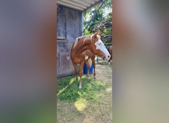 Paint Horse, Ogier, 1 Rok, 152 cm, Overo wszelkich maści