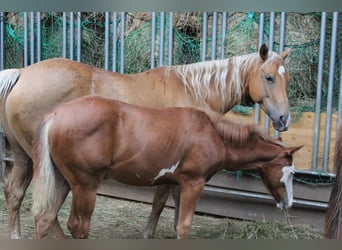 Paint Horse, Ogier, 1 Rok, 152 cm, Overo wszelkich maści