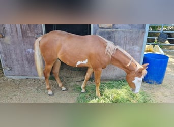 Paint Horse, Ogier, 1 Rok, 152 cm, Overo wszelkich maści