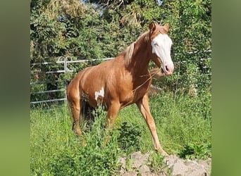 Paint Horse, Ogier, 1 Rok, 152 cm, Overo wszelkich maści