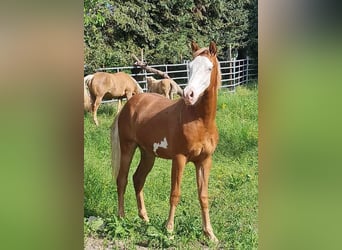 Paint Horse, Ogier, 1 Rok, 152 cm, Overo wszelkich maści