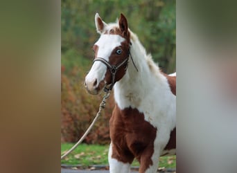 Paint Horse, Ogier, 1 Rok, 152 cm, Tovero wszelkich maści
