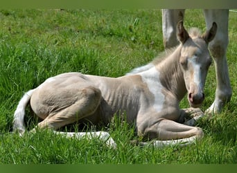 Paint Horse, Ogier, 1 Rok, 153 cm, Perlino