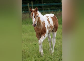 Paint Horse, Ogier, 1 Rok, 153 cm