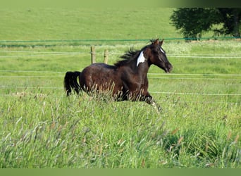 Paint Horse, Ogier, 1 Rok, 153 cm, Tobiano wszelkich maści