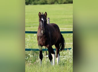 Paint Horse, Ogier, 1 Rok, 153 cm, Tobiano wszelkich maści