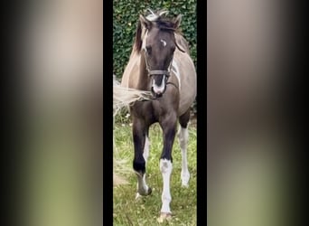 Paint Horse, Ogier, 1 Rok, 155 cm, Grullo
