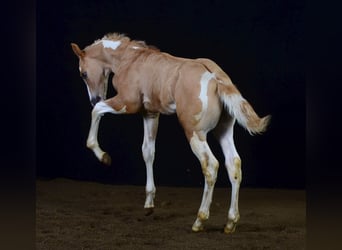 Paint Horse, Ogier, 1 Rok, 155 cm, Srokata