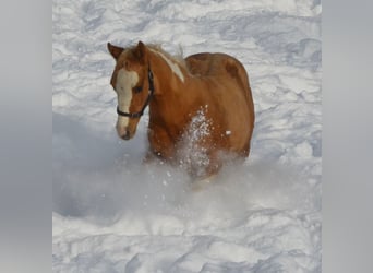 Paint Horse, Ogier, 1 Rok, 155 cm, Srokata