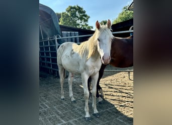 Paint Horse, Ogier, 1 Rok, 155 cm, Tovero wszelkich maści